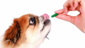 La difícil tarea de medicar a las mascotas