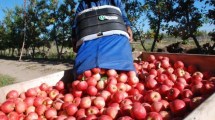 Imagen de La carpocapsa «es reflejo de la situación económica» que atraviesa la fruticultura
