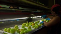 Imagen de Carpocapsa: buscan «retomar el vínculo» con Brasil tras el cierre al ingreso de frutas
