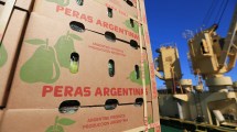 Imagen de Las cámaras empresarias frutícolas piden más medidas  a Nación