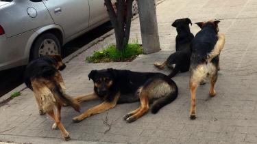 Imputaron a un hombre en Viedma por dispararle al perro de su vecina