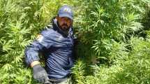Imagen de Video: La Policía Federal secuestró 13 plantas de marihuana en Cipolletti