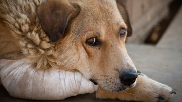 Charla en Roca sobre maltrato animal y aplicación de la ley 14.346