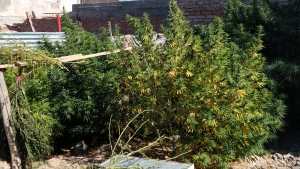 Allanaron por un robo y encontraron un «bosque» de marihuana en Neuquén