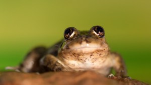 Ranita de Valcheta: el desafío de salvar una especie única