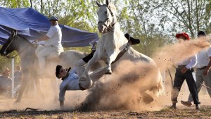 Las jineteadas en el palenque de la tradición y la polémica