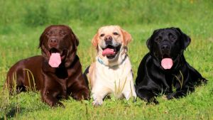 ¡Y el ganador de popularidad perruna es&#8230; el labrador retriever!