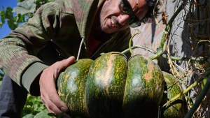 Un neuquino aceptó el desafío «ciudad zapallo» y cultivó la planta sobre un árbol
