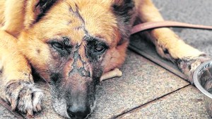 Maltrato animal: buscan la actualización de la ley