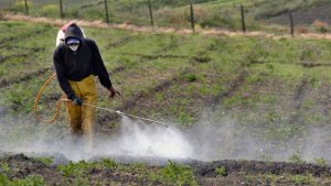 Agroquímicos en las verduras: qué podemos hacer en casa