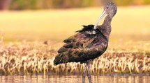 Imagen de Las increíbles imágenes de la fauna de la Patagonia Norte