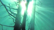 Imagen de El bosque que se cayó al lago, en Villa Traful
