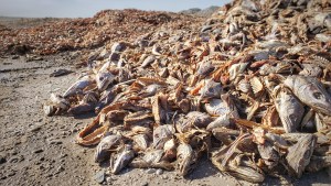 Pescado podrido, no respetan los acuerdos por el basurero de langostinos