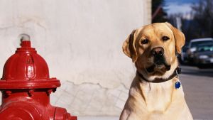 ¿El hombre domesticó al perro o fue al revés?