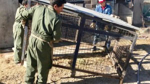 La municipalidad eliminará los caniles de zoonosis