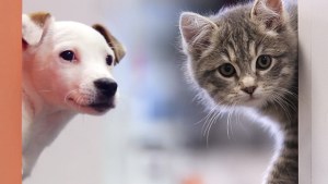 Claves para cuidar de tus mascotas