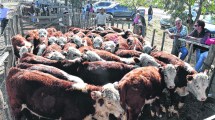 Imagen de Ganaderos patagónicos corrigen a La Pampa y al presidente Fernández