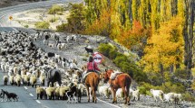 Imagen de Más de un millón de animales se mueven en la veranada neuquina