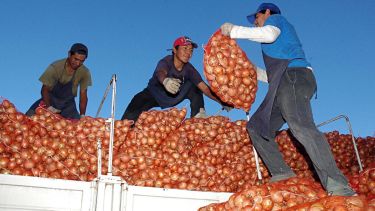 Por culpa del coronavirus están paralizadas las exportaciones de cebolla a Brasil
