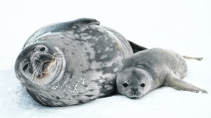 La guardaparques barilochense  que pasó 13 meses en la Antártida