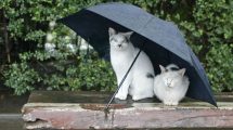 Imagen de Pronóstico: miércoles de chaparrones en la región