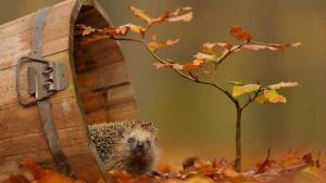 Pronóstico: La semana arranca con una bella jornada otoñal