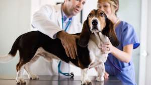 Jornada de esterilizaciones caninas en Plottier