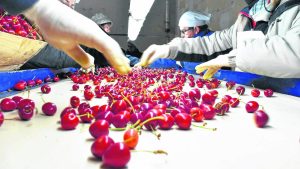 Exportaciones no petroleras cayeron 84,5% en Neuquén y hay dudas sobre la diversificación