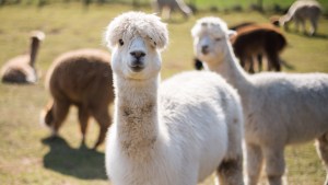 Llamas y alpacas, ¿las nuevas mascotas en Europa?