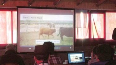 Las vacas televisadas fueron vendidas en Chos Malal evitando su traslado desde otras localidades. (Gentileza).-