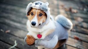 Pronóstico: el martes sigue helado, pero se asoma el sol