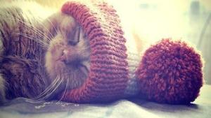 Pronóstico: Llegaron las temperaturas bajo cero a la región