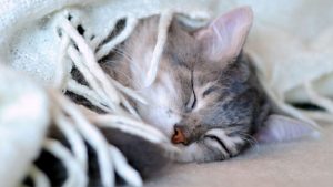 Pronóstico: ¿Llegan las temperaturas bajo cero este martes?