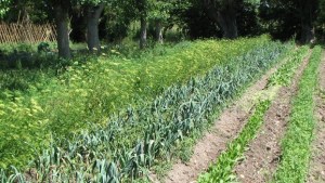 Gratis enseñarán en Roca sobre sobre agroecología y agricultura biodinámica
