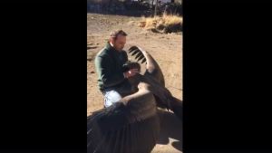 El diputado amigo del cóndor volverá a la Legislatura de Neuquén