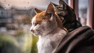 Pronóstico: enterate si este jueves siguen las tormentas