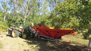 Con mejoras genéticas sube la producción de almendras en Neuquén
