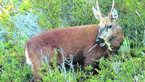 Huemules en peligro de extinción: intentan capturarlos para trasladarlos a un centro de cría