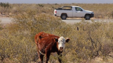 Buscan evitar la presencia de animales sueltos en las rutas.  Foto: Archivo Oscar Livera