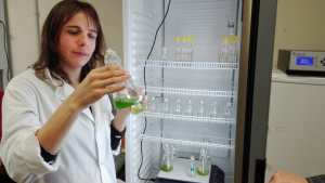 Científicos rionegrinos usarán algas autóctonas para revertir la contaminación de efluentes