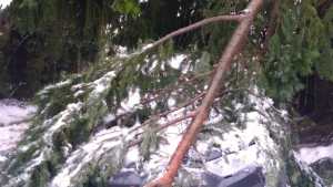 Cayó una rama de gran porte sobre un auto por la nevada