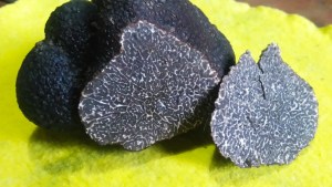 Diamante negro: las primeras trufas de la Patagonia son de Choele Choel