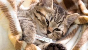 Pronóstico: se viene otro día de temperaturas bajo cero en la región