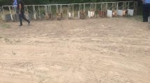 Imagen de Un hombre irá a juicio por organizar carreras de galgos en Plaza Huincul