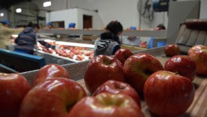El Valle recibe U$S70 millones menos por exportaciones de peras y manzanas