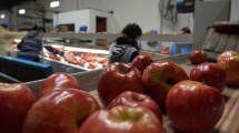 Imagen de Bajan las retenciones para la fruticultura