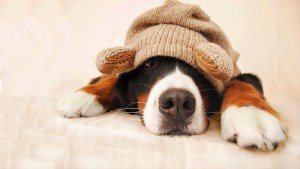 Pronóstico: ¡Helado! Así empieza este miércoles