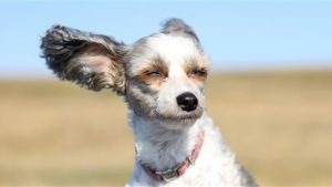 Pronóstico: Se van las lluvias, pero la semana inicia con viento