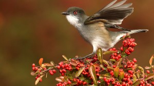 Avistaje de aves en El Chocón: 50 especies en un día