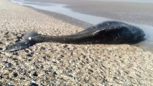 Apareció una ballena muerta en San Antonio Oeste